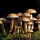 Illustration for article titled Twee Instagrammer under fire for potentially dangerous wild mushroom recipes